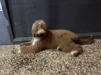 Full eğitimli 6 aylık dev poodle erkek yavru