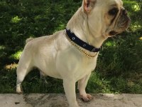Oyuncu İnsan Canlısı Safkan Cream French Bulldog Acil