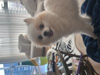 Pomeranian boo erkek 1 yaşında kısır değil