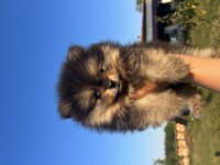 Orjinal Ayı Suratlı Pomeryan Bo Yavrular