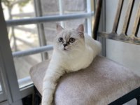GÜZEL KEDİLERİMİ SAHİPLENDİRİYORUM