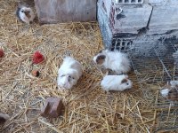 Ginepig yavruları ve anneleri hepsi sahiplendirilecektir