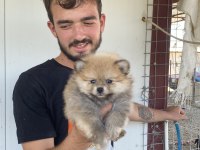 ÜST KALİTE POMERANİAN BOO YAVRULAR