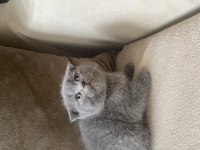 Gri Scottish Fold
