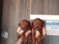 Kore red brown micro poodle bebekler