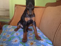 Mükemmel kalitede doberman