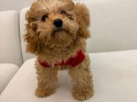 Safkan Toy Poodle