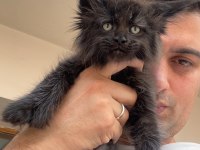 Polydactly 6x6x6x6 Erkek Maine Coon Yavru