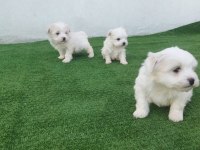 MALTESE YAVRULAR