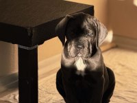 Harika Anatomi Cane Corso Yavrular