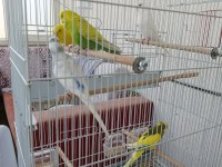 Tek tek veya hepsi birlikte muhabbet kuşlar