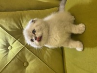 Scottish fold sıfır kulak erkek