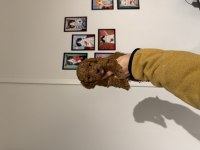 Poodle Kurabiyelerim yeni ailesini arıyor
