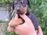 A Kalite Doberman Yavrular