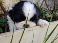 Shih Tzu (Şitsu)