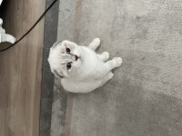 3 Aylık Uygun Scottish Fold