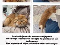 Sokağa atılacak kedimize acil yuva