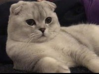 Ücretsiz Scottish Fold