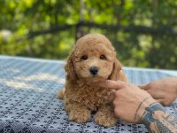 En microsu en özel poodle benim olsun isteyenlere
