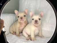 Denizli French bulldog yavrular