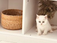 3 AYLIK SAFKAN BRITISH SHORTHAIR YESIL GÖZ BEYAZ KÜRK