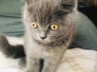Gri british shorthair erkek 60 günlük