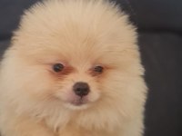 Mersin orjinal pomeranian boo yavrular