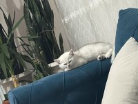 British shorthair dişi kedimiz