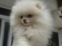 Abkarada ziyarete açık tea cup pomeranian
