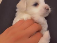 Yavru maltese terrier