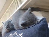 British straight ve scottish fold