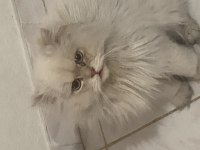 British longhair erkek