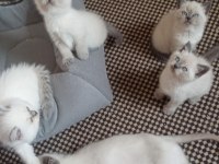 Mavi Gözlü Koca Kafalı Bluepoint British Shorthair Yavruları