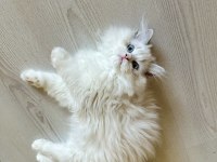 Ragdoll Bebek Kedimiz
