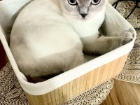 Scottish Fold Kedimizi Sahiplendirme