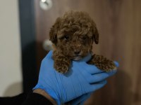 POODLE GİBİ MALTİPOO