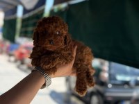 Toy poodle yavrumuz