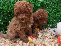 Burkemden a kan toy poodle yavrularımız