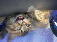British Shorthair Erkek Yavru Sahiplendirilecektir