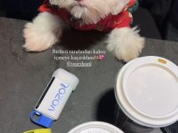 3 Aylık maltipoo Miya için yuva arıyoruz