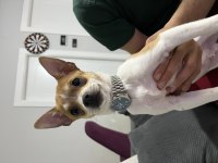 Chihuahua Çok Sevimli