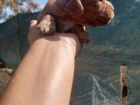 nadir bulunan cavapoo yavrular