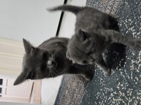 1 adet 1 aylık dişi british shorthair