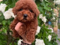 TOY POODLE YAVRULARIMIZ