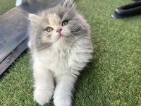 Top Kafa British Longhair Show Kalite Bicolor White
