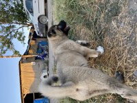 Mükemmel ANATOMİ KANGAL