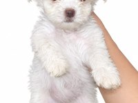 Yeni Yavru Köpeklerimiz Sahiplerini Bekliyorlar