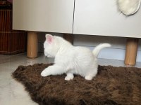 SEVİMLİ YAVRU KEDİLER