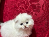 Safkan ırk sağlık garantili british longhair
