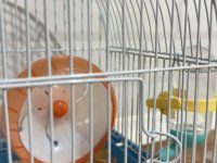 HAMSTER SATILIK
